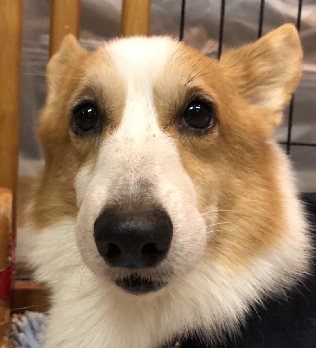 🐾土日は終日ドッグライフカウンセラー🐶の有資格者が常駐しています🐾